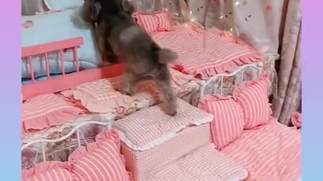 Baby Dogs - Cute and Funny Dog Compilation#Short video