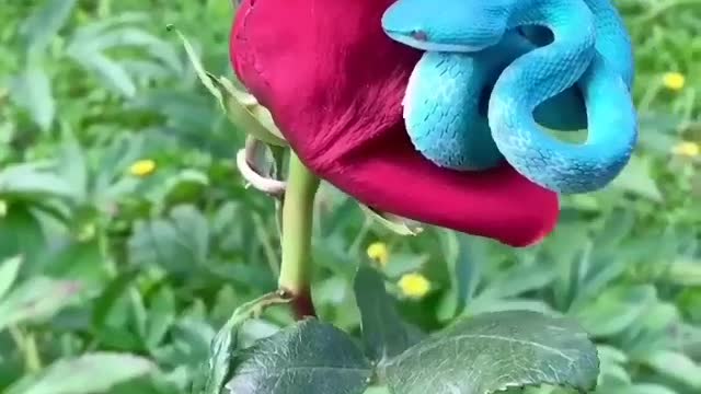 A blue adder on a show rose