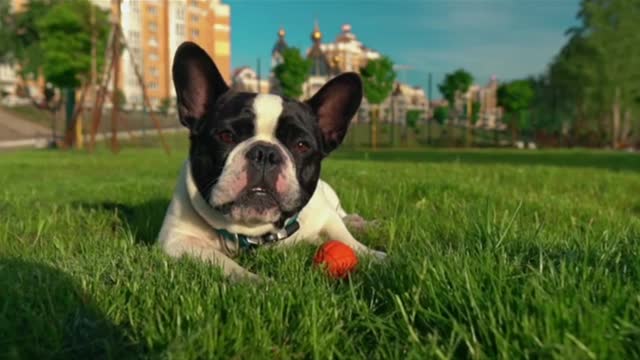 Cute French Bulldog lies in the green grass