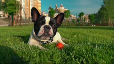 Cute French Bulldog lies in the green grass