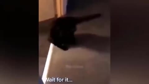 Funniest cat and dog