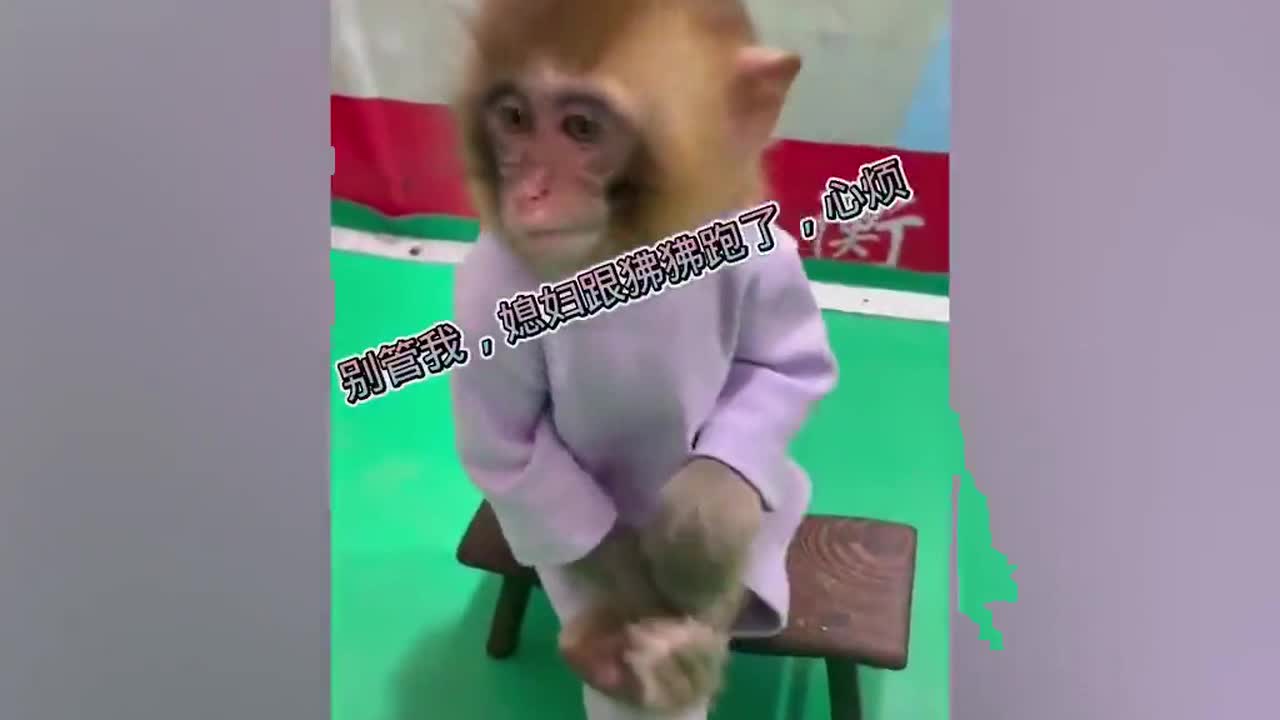 Chinese zoo sparks outrage after making baby monkey smoke cigarette