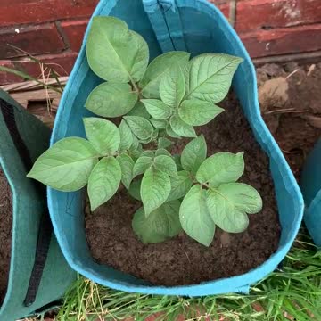 Potato Plant Growing in Bag