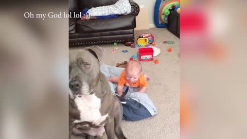 cute baby playing with sweet dogs