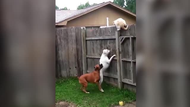 Best of cats and dogs funny videos