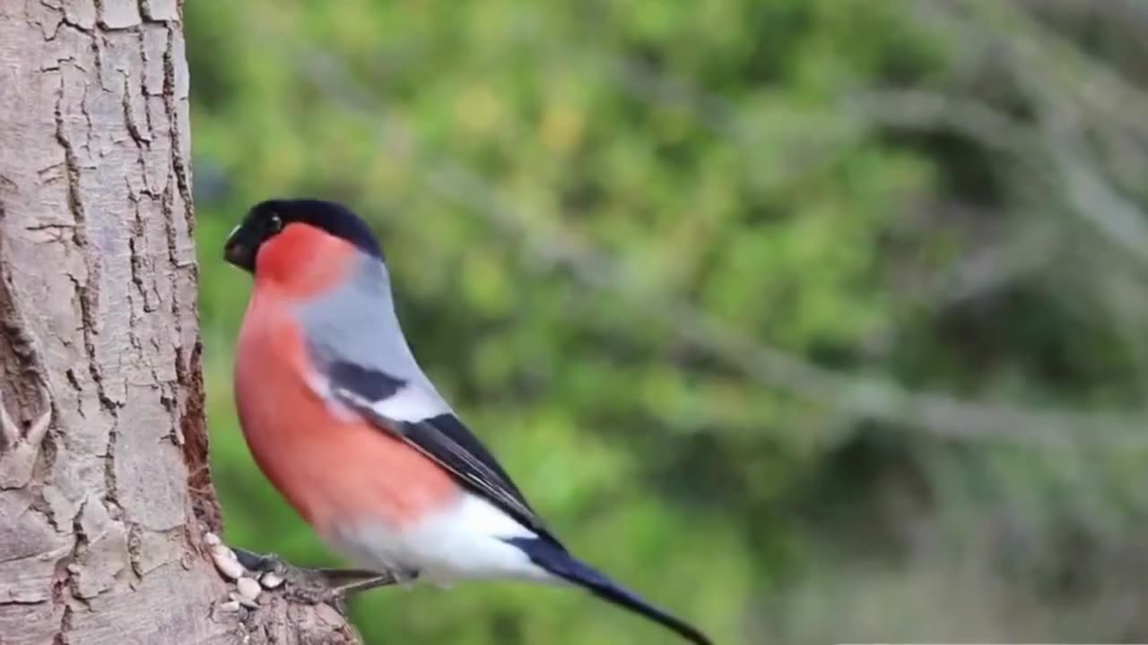 Bird Video for Cats to Watch