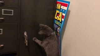 Feline Safecracking