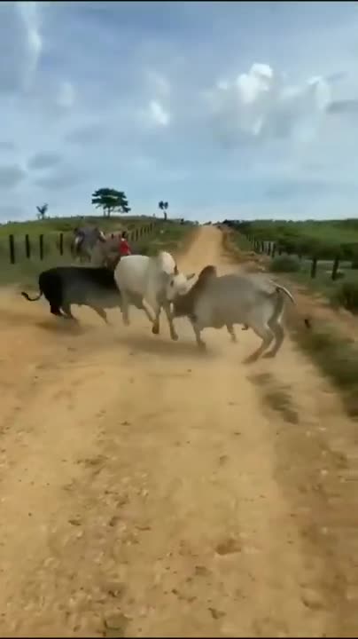 Traditional Bull Fighting in Fujairah