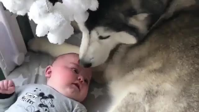 Big dog and little baby sleep in the same bed