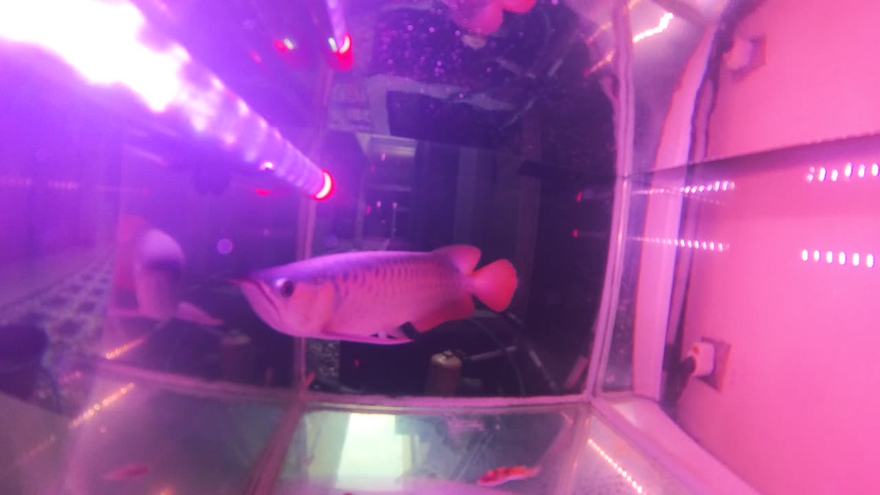 Super RED arowana The dragon Fish Arwana Predators fish funny cute beautiful happy