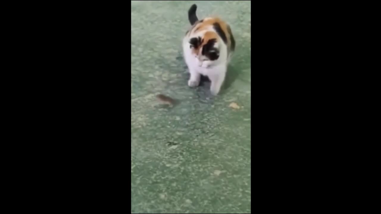 Funny Animals