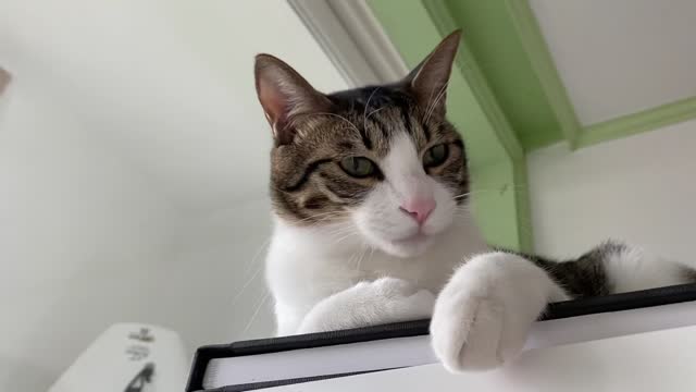 Cat looking at distant mountains