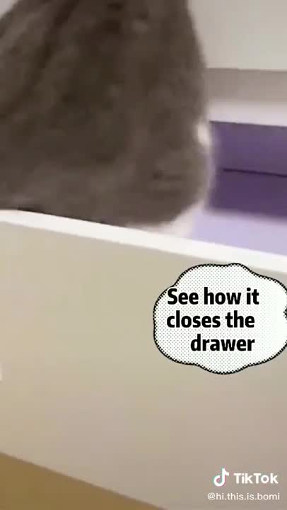 Cute and funny pets viral video | pets funny videos #funny #cats