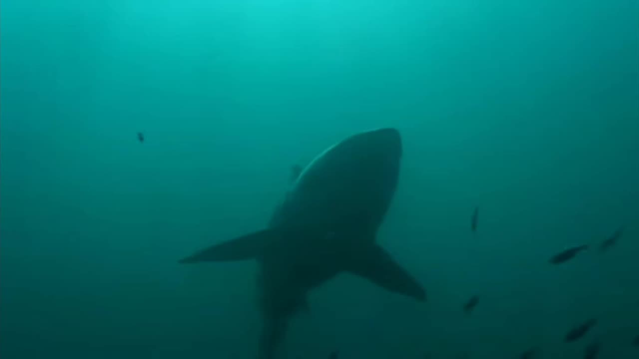 The Hidden world of Great White Sharks Documentary