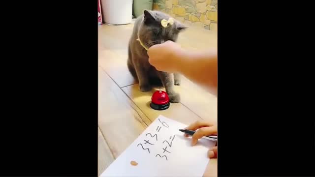 Funniest Dogs And Cats - Best Of The 2022 Funny Animal Videos #12