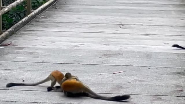 monkey fight