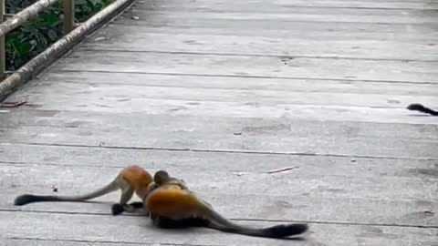 monkey fight