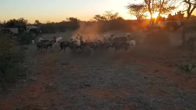 Wild African Dog hunting for Food_Cut.mp4