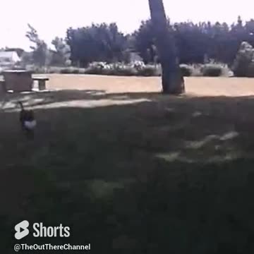 Charlie Roo showing off his ball handling skills like an allblack team member new zealand