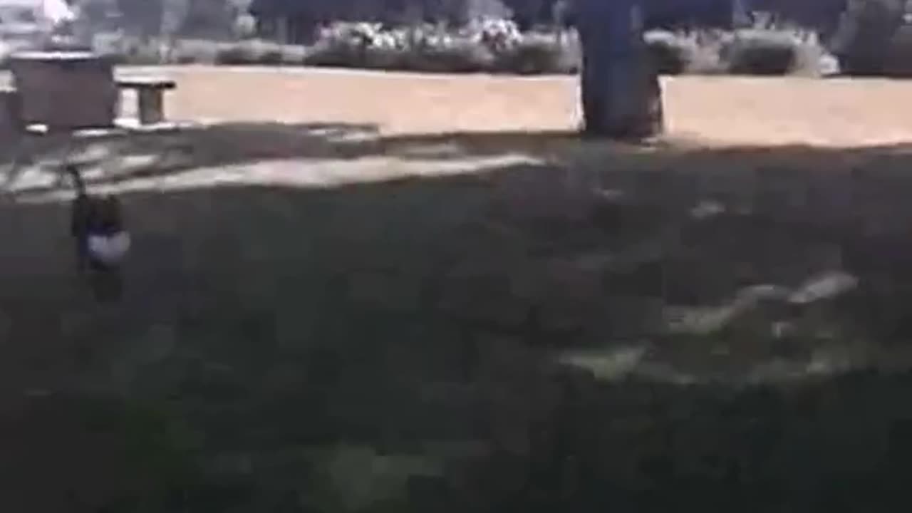 Charlie Roo showing off his ball handling skills like an allblack team member new zealand