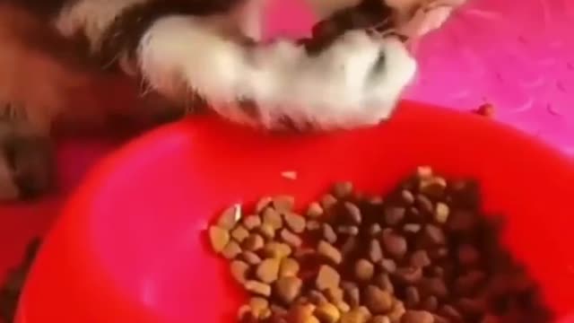 Cat eating with hands 😳