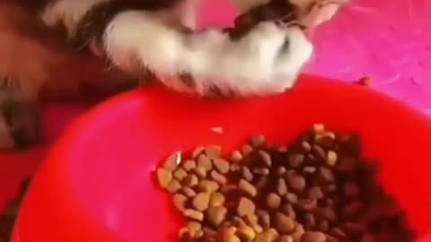 Cat eating with hands 😳