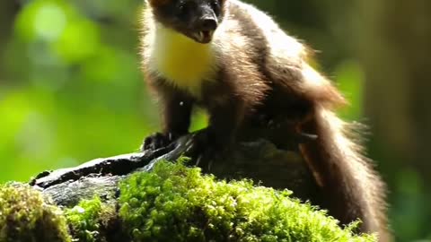 Wild stone marten