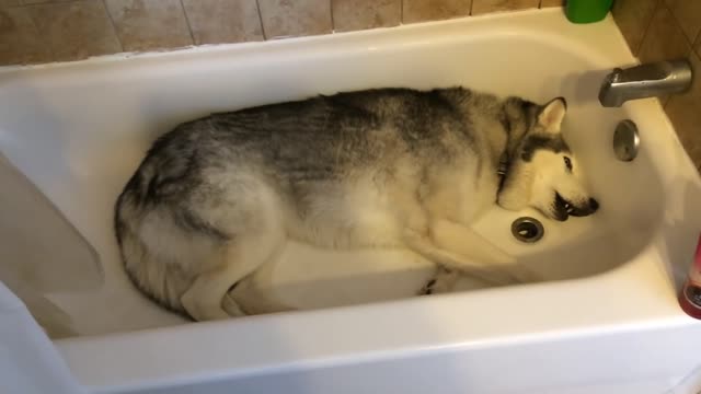 Siberian Husky temper tantrum