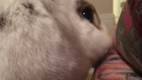 Rabbit Grooming His Owner