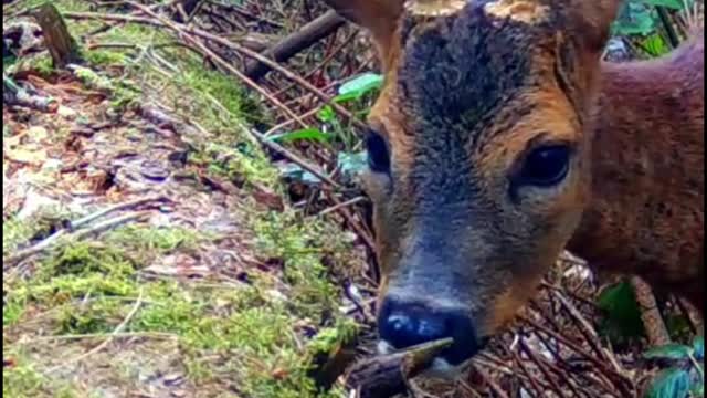 What kind of deer is this? Its antlers look like they're glued to its head