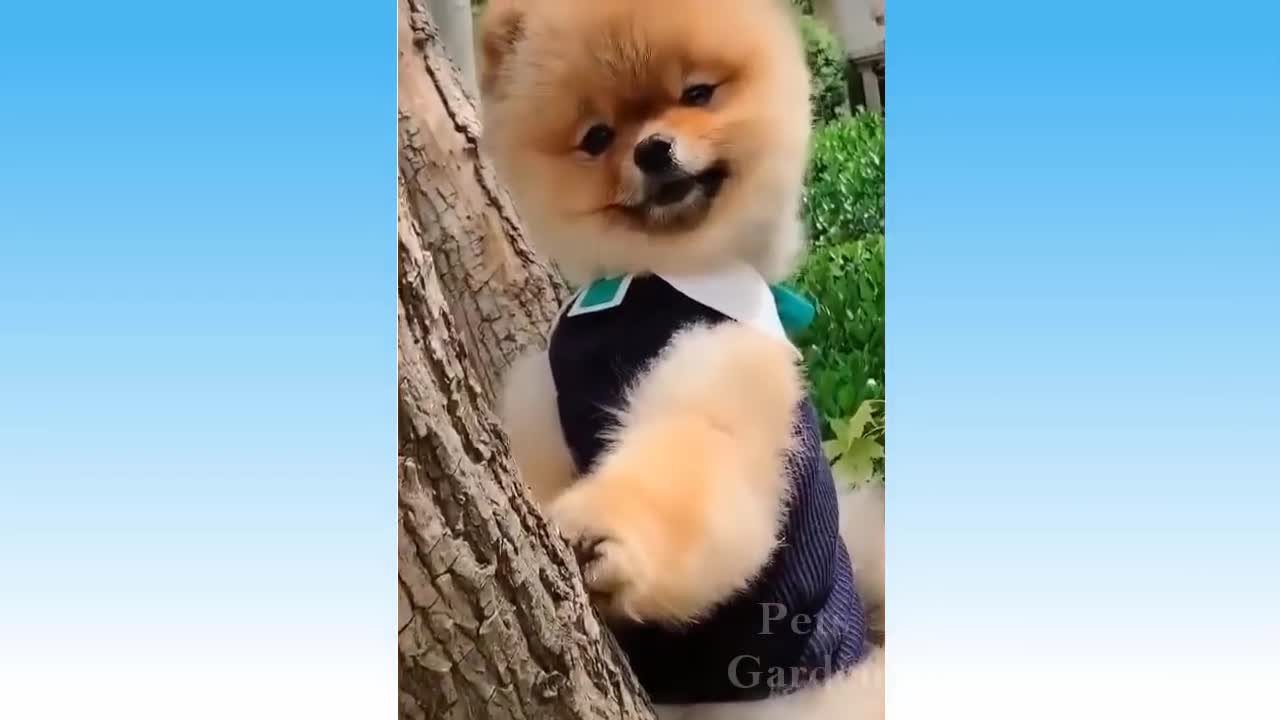 Cute & Funny Pet Compilation (#59)