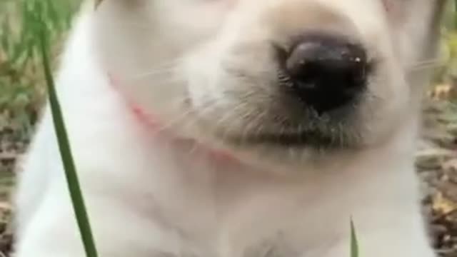 Cute puppy