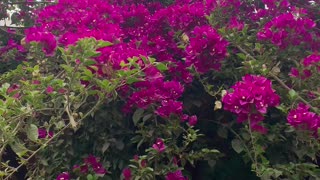 Beautiful vine flowers - Bougainvillea vines