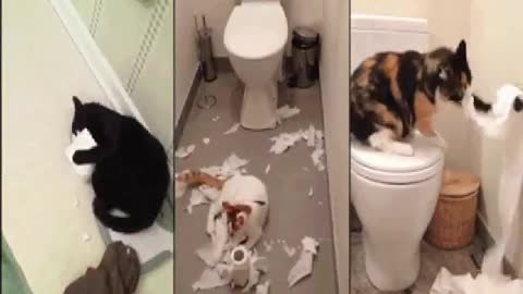 funny videos