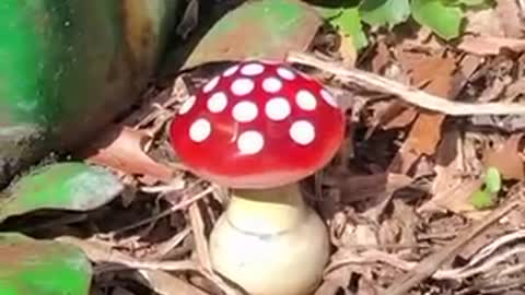 Who wants a mushroom?