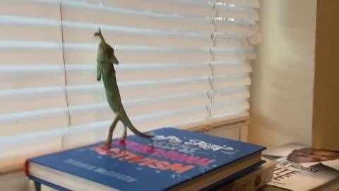 Chameleon Crawls across furniture and up blinds