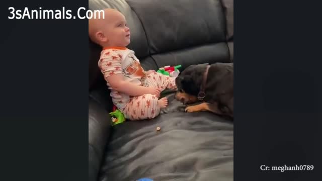 Dog training with baby children video