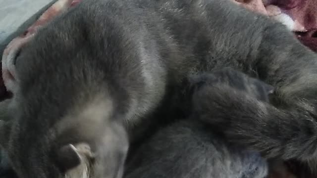 Kitty with kittens