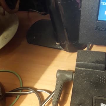 Feeding Donald the Spider