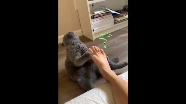 Funny cat video/very good acting by cat/funny video/dancing cat