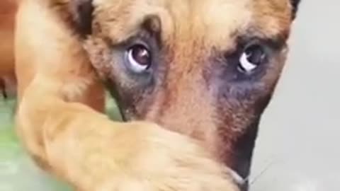 Awwww Poor Baby Dog 😷 Funny Dogs Videos 2021 ❤️😂💔😭
