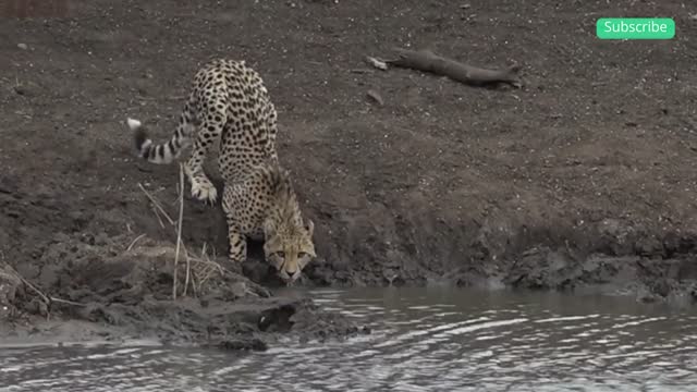 Crocodile Vs Cheetah || Who will win??