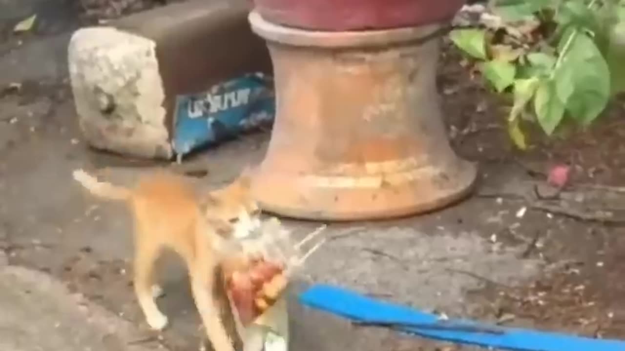 Funny Animal Videos 2024 Best Dogs And Cats Videos 😺😍 #viralsortvideo 65