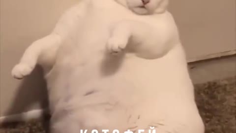 Котофеи 😄