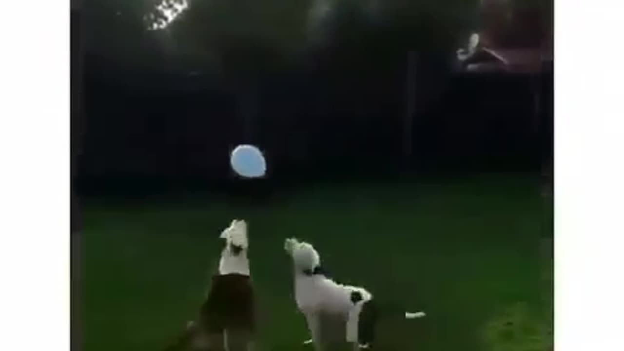 They're having too much fun watch till the end