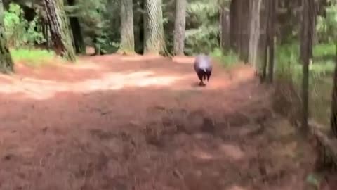 Pig Runs For Fun