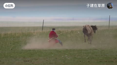 Catching wild horses in an unusual way. Mongolia