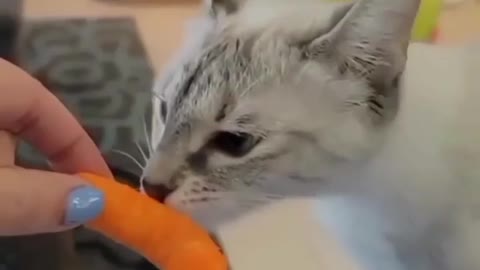 The cat gets sick by sniffing the snack