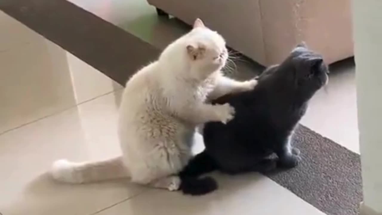 Cat Massages Another Cat—Brotherly Love or Friendship Goals? 🐱🤗