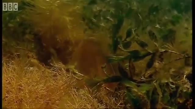 Squids Breeding in Kelp Seas | Blue Planet | BBC Earth